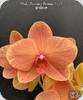 Phal. Charming Fortune 1357
